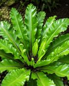 Asplenium Osaka Japanese Bird's Nest Fern (30–35 cm) image