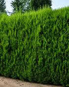 Green Leylandii (50-60 cm) image