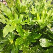 Fatsia Japonica image