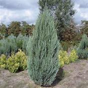 Juniperus Blue Arrow (100-125 cm)