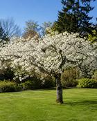 Prunus Shirotae Mount Fuji Cherry (170-180 cm)