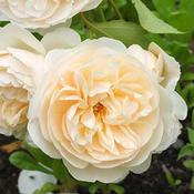Rose Lichfield Angel image
