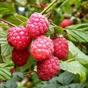 Raspberry Glen Ample - B/R (40-50 cm)