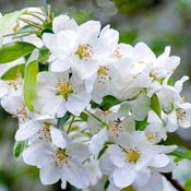 Malus Evereste (120-130 cm) image