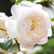 David Austin - Desdemona (Shrub)