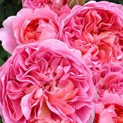 Rose Boscobel image