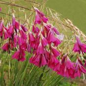Dierama Pulcherrimum (40-50 cm)