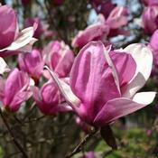 Magnolia Soulangeana Beugnon image
