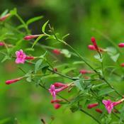 Jasminum Beesianum (45-50 cm) image