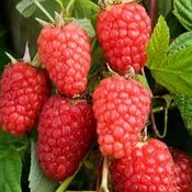 Rubus Idaeus Malling Promise (30-35 cm) image