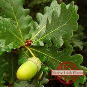 Quercus Robur - Common Oak (160-170 cm) image