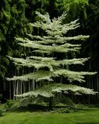 Cornus Controversa Variegata (45-50 cm) image