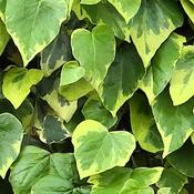 Hedera Paddy's Pride image