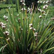 Libertia Grandiflora image