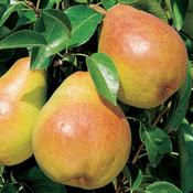 Pyrus Communis (Common Pear) (120-150 cm) image