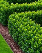Buxus Sempervirens Common Box (8-10 cm)
