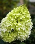 Hydrangea Paniculata Limelight (90 cm Stem + 35-40 cm Head) image