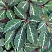 Parthenocissus Henryana Chinese Virginia Creeper image