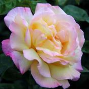 Rosa Peace image