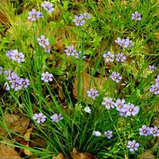 Sisyrinchium Angustifolium image