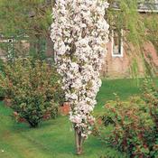 Prunus Amanogawa (170-180 cm) image