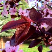 Prunus Pissardii Nigra - Black Cherry Plum image