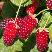 Rubus Thornless Loganberry image