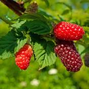 Rubus Tayberry image