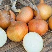 Sturon Onions