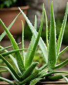 Aloe Vera (15–20 cm) image