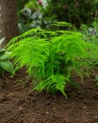 Asparagus Fern image