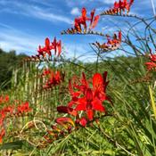Crocosmia Lucifer x 15 image