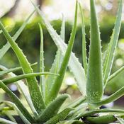 Aloe Vera image
