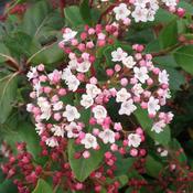 Viburnum Tinus Gwenllian (30-35 cm)