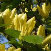 Magnolia Daphne image