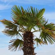 Trachycarpus Fortunei (10L Pot) image