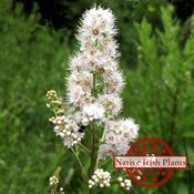 Filipendula Ulmaria - Meadowsweet image