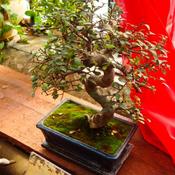 Indoor Bonsai (20 cm) image
