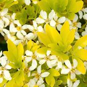 Choisya Ternata Sundance image