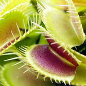 Venus Flytrap - Dionaea Muscipula image