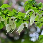 Handkerchief Tree - Never Forgotten
