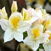 Rhododendron Persil - Azalea Group image