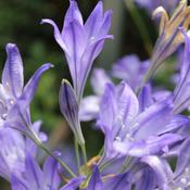 Triteleia Corrina - Bulbs