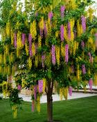 Laburnocytisus Adamii - Dual Color Laburnum (175-200 cm) image