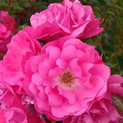 Rose - Flower Carpet Pink (Ground Cover)