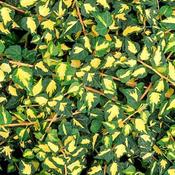 Hedera Gold Heart image