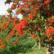 Embothrium Coccineum (50-60 cm)
