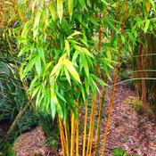 Phyllostachys Aurea image