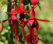 Fuchsia Riccartonii (30-40 cm) image