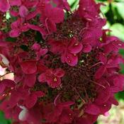 Hydrangea Paniculata Wim's Red image